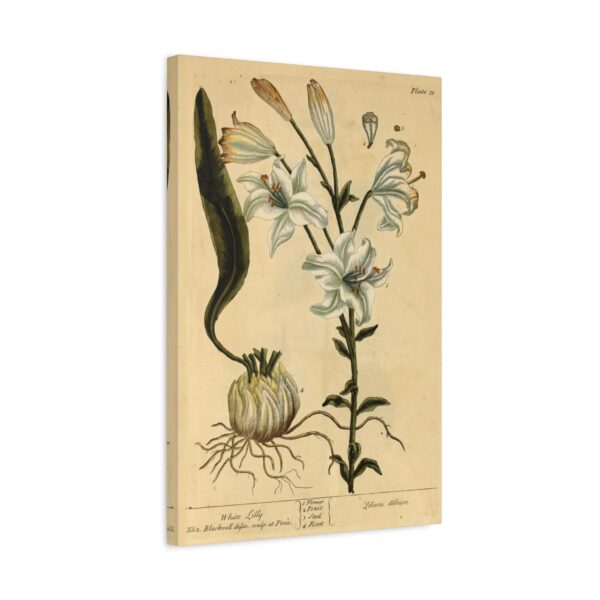 White Lilly (Lilium album), A Curious Herbal - Elizabeth Blackwell (1737) - Botanical Canvas Print