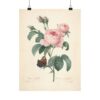 Rosa Centifolia (Rosier à cent feuilles) - Pierre-Joseph Redouté (c. 1817-24) - Botanical Poster Print