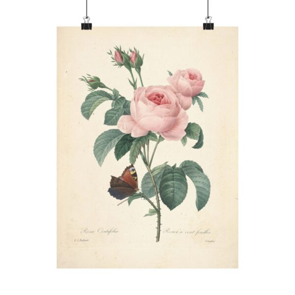 Rosa Centifolia (Rosier à cent feuilles) - Pierre-Joseph Redouté (c. 1817-24) - Botanical Poster Print