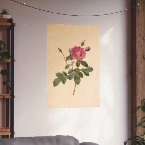 14014466255503131677_2048.jpeg Cabbage Rose (Rosa Centifolia Simplex) - Pierre-Joseph Redouté (c. 1817-24) - Botanical Poster Print