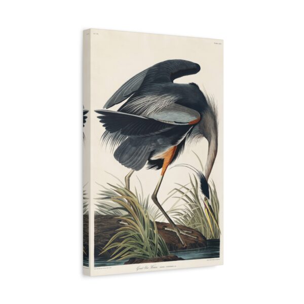 14420015645555065307_2048.jpeg Great Blue Heron, Birds of America - John James Audubon (1834) - Natural History Canvas Print