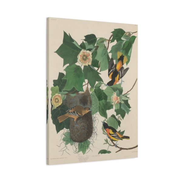 Baltimore Oriole, Birds of America - John James Audubon (1827) - Natural History Canvas Print