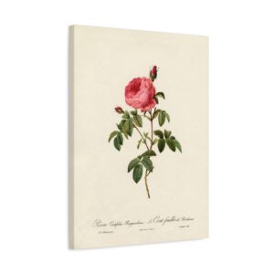 14676708769519441479_2048.jpeg Rosa Centifolia Burgundiaca (le Cent-feuilles de Bordeaux) - Pierre-Joseph Redouté (c. 1817-24) - Botanical Canvas Print