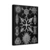 14686066130270159488_2048.jpeg Spumellaria, Kunstformen der Natur, plate 91 - Ernst Haeckel (1904) - Natural History Canvas Print