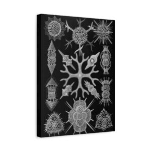 14686066130270159488_2048.jpeg Spumellaria, Kunstformen der Natur, plate 91 - Ernst Haeckel (1904) - Natural History Canvas Print