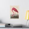 American Flamingo, Birds of America - John James Audubon (1838) - Natural History Poster Print