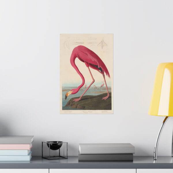 American Flamingo, Birds of America - John James Audubon (1838) - Natural History Poster Print