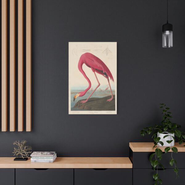 American Flamingo, Birds of America - John James Audubon (1838) - Natural History Canvas Print