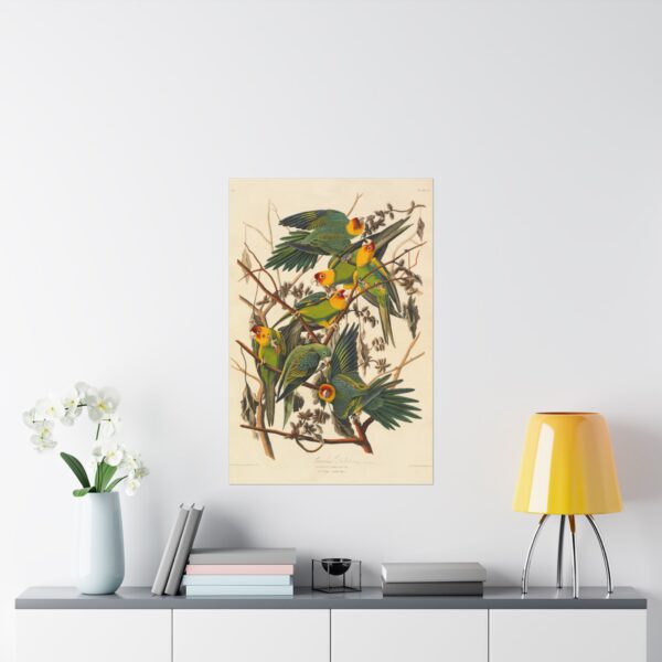 14913397776307832352_2048.jpeg Carolina Parakeet, Birds of America - John James Audubon (1828) - Natural History Poster Print
