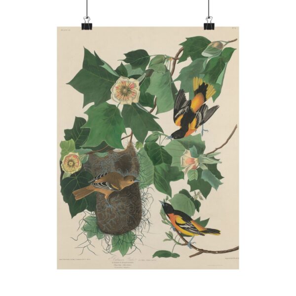 Baltimore Oriole, Birds of America - John James Audubon (1827) - Natural History Poster Print