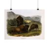 Bos Americanus, American Bison or Buffalo, plate 57 - John James Audubon (1845) - Natural History Poster Print