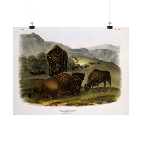 Bos Americanus, American Bison or Buffalo, plate 57 - John James Audubon (1845) - Natural History Poster Print