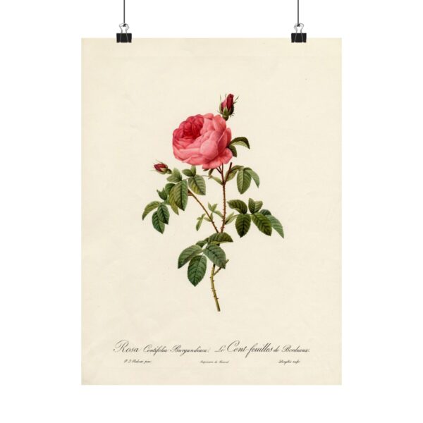 Rosa Centifolia Burgundiaca (le Cent-feuilles de Bordeaux) - Pierre-Joseph Redouté (c. 1817-24) - Botanical Poster Print