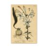 White Lilly (Lilium album), A Curious Herbal - Elizabeth Blackwell (1737) - Botanical Canvas Print