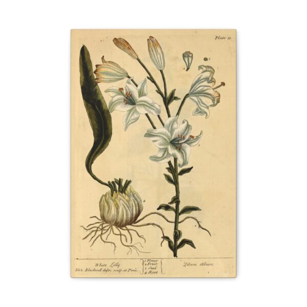 White Lilly (Lilium album), A Curious Herbal - Elizabeth Blackwell (1737) - Botanical Canvas Print