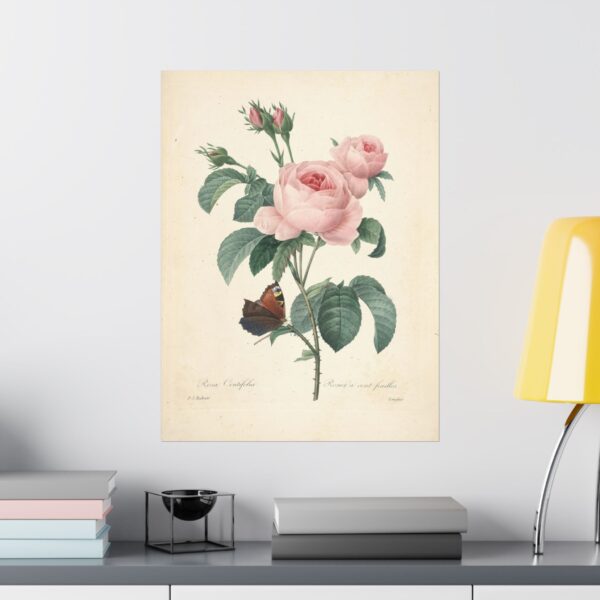 Rosa Centifolia (Rosier à cent feuilles) - Pierre-Joseph Redouté (c. 1817-24) - Botanical Poster Print