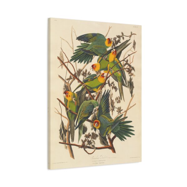Carolina Parakeet, Birds of America - John James Audubon (1828) - Natural History Canvas Print