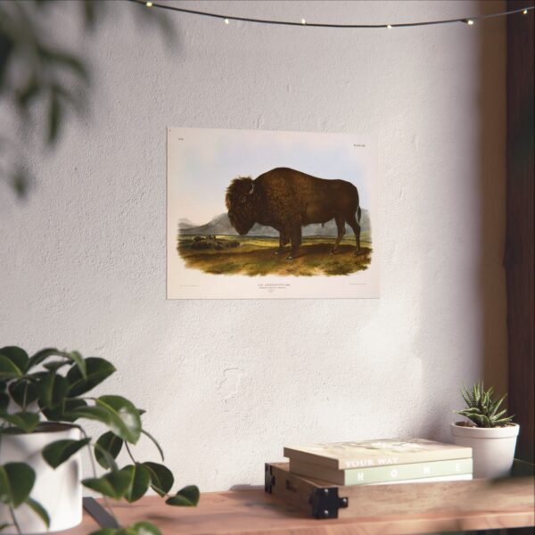 Bos Americanus, American Bison or Buffalo, plate 56 - John James Audubon (1845) - Natural History Poster Print