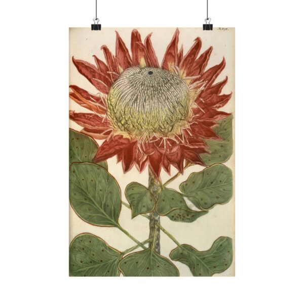 15698473304563574852_2048.jpeg Phytanthoza iconographia, Vol. 4, plate 892 - Johann Wilhelm Weinmann (1745) - Botanical Poster Print