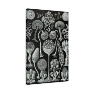 Mycetozoa, Kunstformen der Natur, plate 93 - Ernst Haeckel (1904) - Natural History Canvas Print