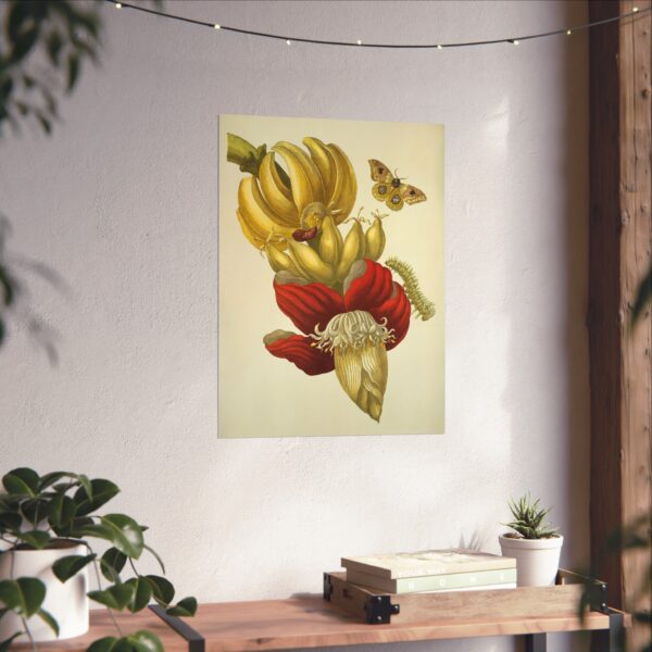 15779767885845906235_2048.jpeg Banana Flower and Fruit, Metamorphosis Insectorum Surinamensium - Maria Sibylla Merian (1705) - Botanical Poster Print