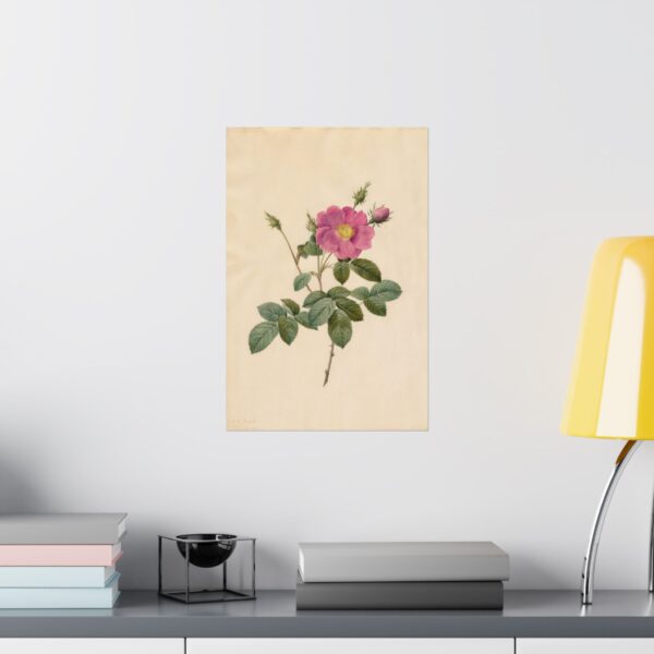 15838633873340612882_2048.jpeg Cabbage Rose (Rosa Centifolia Simplex) - Pierre-Joseph Redouté (c. 1817-24) - Botanical Poster Print