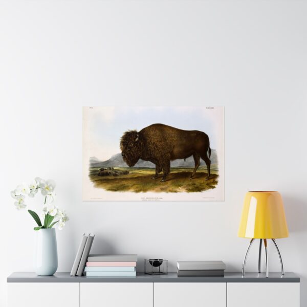 Bos Americanus, American Bison or Buffalo, plate 56 - John James Audubon (1845) - Natural History Poster Print