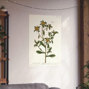 Spiny Starwort (Pallenis spinosa), A Curious Herbal - Elizabeth Blackwell (1739) - Botanical Poster Print