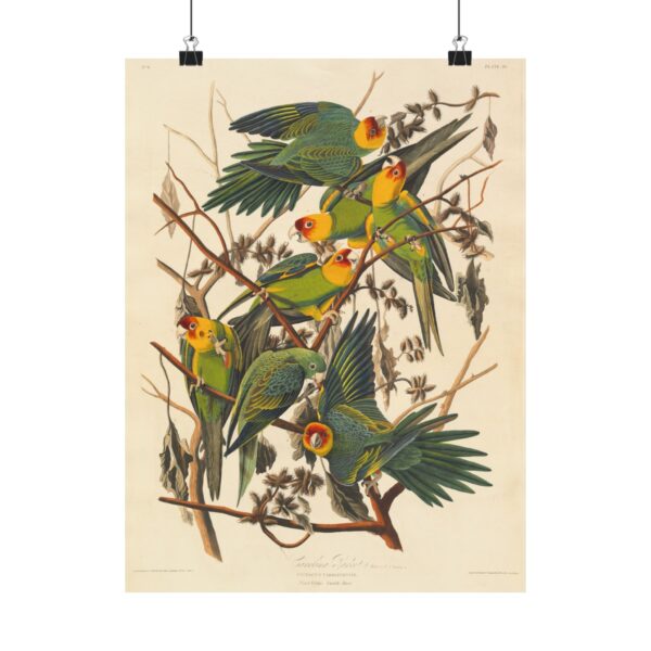 16022971727037628995_2048.jpeg Carolina Parakeet, Birds of America - John James Audubon (1828) - Natural History Poster Print