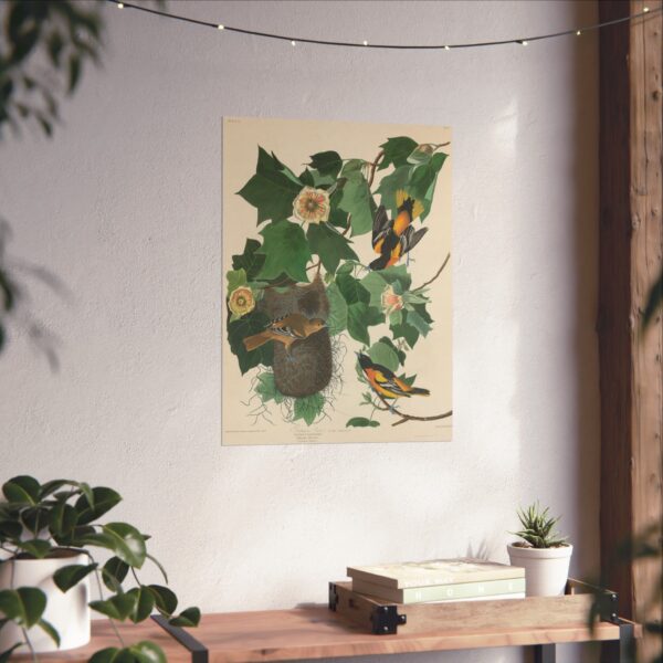 Baltimore Oriole, Birds of America - John James Audubon (1827) - Natural History Poster Print