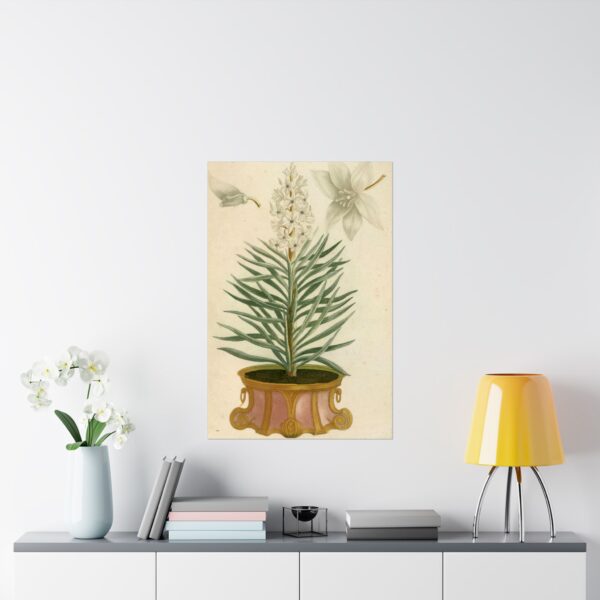 16399068521357507094_2048.jpeg Phytanthoza iconographia, Vol. 1, plate 52 - Johann Wilhelm Weinmann (1737) - Botanical Poster Print