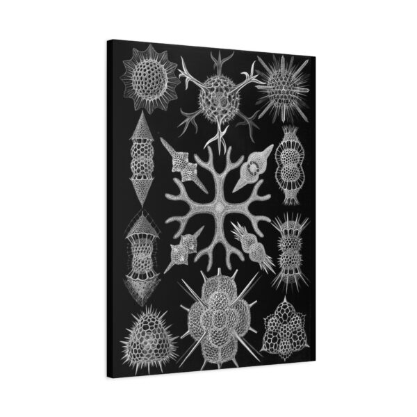 16457098888821844088_2048.jpeg Spumellaria, Kunstformen der Natur, plate 91 - Ernst Haeckel (1904) - Natural History Canvas Print