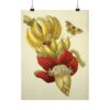16495014384674876075_2048.jpeg Banana Flower and Fruit, Metamorphosis Insectorum Surinamensium - Maria Sibylla Merian (1705) - Botanical Poster Print