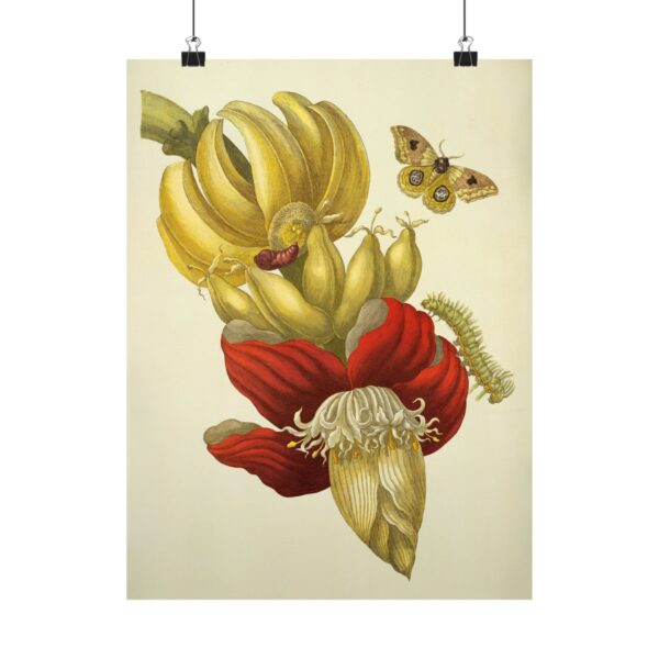 16495014384674876075_2048.jpeg Banana Flower and Fruit, Metamorphosis Insectorum Surinamensium - Maria Sibylla Merian (1705) - Botanical Poster Print
