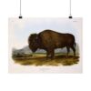 Bos Americanus, American Bison or Buffalo, plate 56 - John James Audubon (1845) - Natural History Poster Print