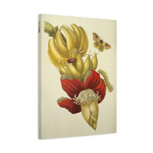 16625946179778861010_2048.jpeg Banana Flower and Fruit, Metamorphosis Insectorum Surinamensium - Maria Sibylla Merian (1705) - Botanical Canvas Print