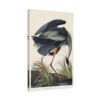 16633070502574500338_2048.jpeg Great Blue Heron, Birds of America - John James Audubon (1834) - Natural History Canvas Print