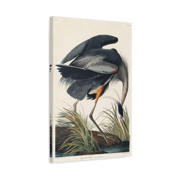 16633070502574500338_2048.jpeg Great Blue Heron, Birds of America - John James Audubon (1834) - Natural History Canvas Print