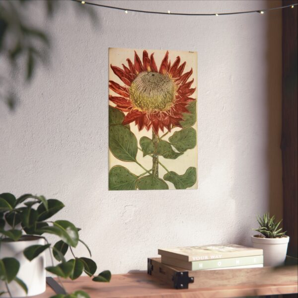 16679076253254350509_2048.jpeg Phytanthoza iconographia, Vol. 4, plate 892 - Johann Wilhelm Weinmann (1745) - Botanical Poster Print