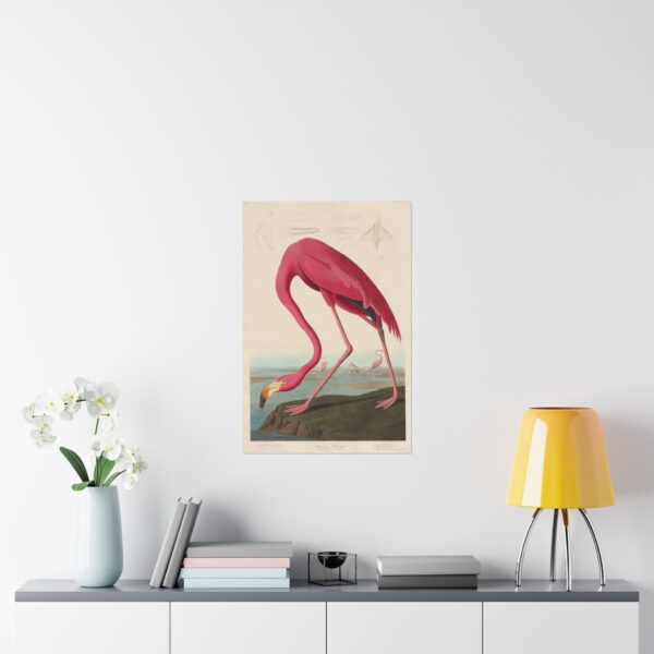 American Flamingo, Birds of America - John James Audubon (1838) - Natural History Poster Print