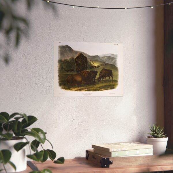 Bos Americanus, American Bison or Buffalo, plate 57 - John James Audubon (1845) - Natural History Poster Print