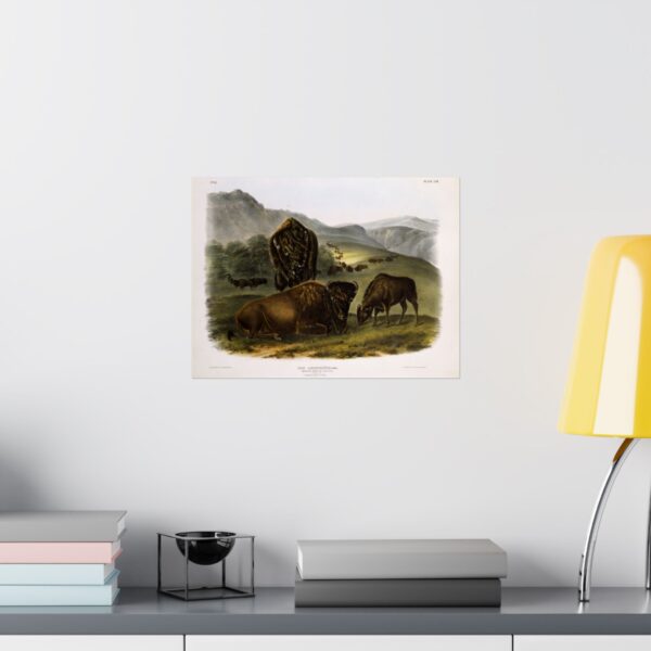 Bos Americanus, American Bison or Buffalo, plate 57 - John James Audubon (1845) - Natural History Poster Print