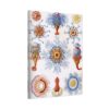 17000635094467298594_2048.jpeg Siphonophorae, Kunstformen der Natur, plate 17 - Ernst Haeckel (1904) - Natural History Canvas Print