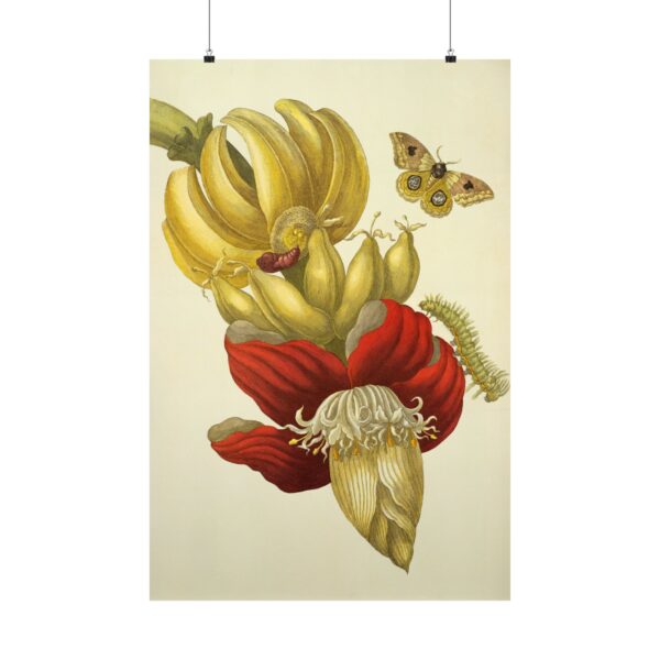 1714363778475400038_2048.jpeg Banana Flower and Fruit, Metamorphosis Insectorum Surinamensium - Maria Sibylla Merian (1705) - Botanical Poster Print