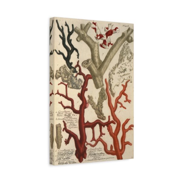 17182780322346025457_2048.jpeg Phytanthoza iconographia, Vol. 2, plate 426 - Johann Wilhelm Weinmann (1739) - Natural History Canvas Print