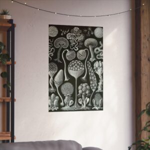 Mycetozoa, Kunstformen der Natur, plate 93 - Ernst Haeckel (1904) - Natural History Poster Print