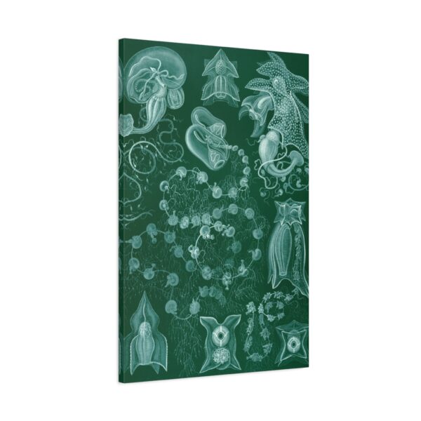 17256434541001660050_2048.jpeg Siphonophorae, Kunstformen der Natur, plate 77 - Ernst Haeckel (1904) - Natural History Canvas Print