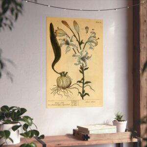 17364999288715630357_2048.jpeg White Lilly (Lilium album), A Curious Herbal - Elizabeth Blackwell (1737) - Botanical Poster Print