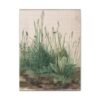 The Great Piece of Turf - Albrecht Dürer (1503) - Botanical Canvas Print