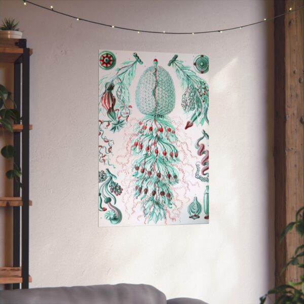 Siphonophorae, Kunstformen der Natur, plate 59 - Ernst Haeckel (1904) - Natural History Poster Print